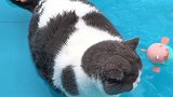 原来小猪不会游泳