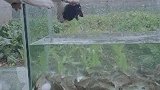 我家的养鱼缸 成了猫的目标点！