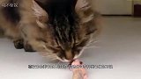 世界上最霸气的猫，连雪橇都拉得动！看了养的人表示理解