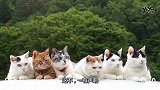 六只猫咪排成一排，动作同步，模样呆萌可爱
