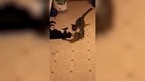小猫和黑猫打斗，不料东西倒下来砸到黑猫，运气真是不好！