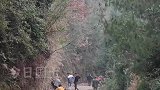 回乡过年的村民自发打扫村路