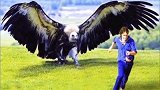 阿根廷巨鹰，其身高可达2米多，翼展长度能够达到5米~8米多，像一架小型飞机。阿根廷巨鹰 上热门