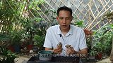 被“丢弃”的腐烂金钱树根块，自己愈合长新芽？什么原因？