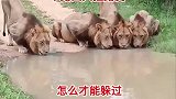 半路四只虎，这可咋过去