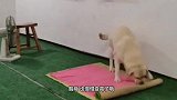 柴犬趁主人不在偷练瑜伽，场面笑爆了，说它没成精谁信啊？