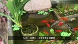 喜欢养鱼，自己造了个小鱼池，养一群小鱼儿，绿植点缀，还挺美的