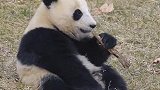 #动物成精#国宝熊猫#大熊猫 ：莫非这就是国宝的烦恼？
