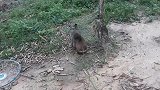 猴子和兔子在花园里玩耍