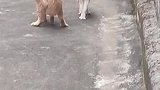 别太荒谬，怎么还有猫会站起来说走开啊