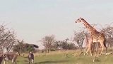 霸气长颈鹿怒战只狮子，长颈鹿这么厉害的吗