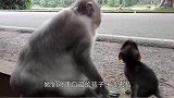可怜的小猴惨遭母猴残忍暴打，最后奄奄一息，心酸泪目瞬间！