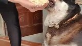 奶奶得爱真的太油腻了