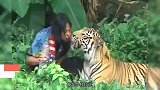 汉子跟老虎成了好朋友！不过这老虎有点欺负人啊！