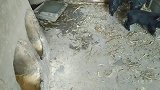 偷吃母猪饲料的小黑猪被主人发现了，看把小黑猪吓的，撒腿就跑
