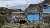 雪山下的牧民家，两只藏獒虎视眈眈的盯着我