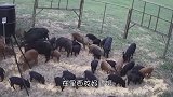 为了捉到小猪仔，农夫竟然用到了这招，猪：这是人干的事吗？