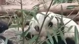 吃竹子的大熊猫和花，现在还没坐稳，但是真的好可爱！