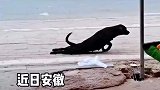 这狗子多少有点不正经，男子以为狗子腿被车轧了