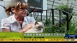 美国最长寿“双面猫”破吉尼斯纪录