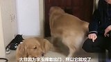 艾菲把口罩咬坏，艾迪赶紧跟女主解释，并把责任怪在男主身上，逗