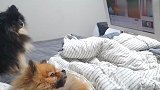 博美沉迷看平板，铲屎官要气哭了，看完忍住别笑