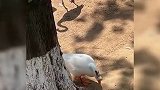 山东一男子在火烈鸟园区看见了鹅，动物园：专门饲养防止野猫抢食