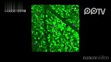 数码-Nature系列视频解密大脑