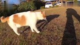 一窝流浪小奶猫误闯，家里的猫咪顿时炸毛：快走开