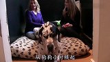 世上体型最大的丹麦犬，女主人为它奉献了青春，甚至决定终生不嫁