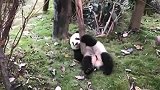 熊猫：笨拙的身躯，摔下来滑稽的样子，真是惹人喜爱