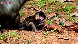 猴子把猴子甩在身后，婴儿害怕失去妈妈，它不记恨妈妈