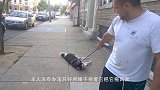 哈士奇一屁股坐在喷泉上，喷水的瞬间，二哈一脸懵逼，嘛玩意？