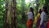还是农村好，六姐妹想吃香蕉了，随时就来摘