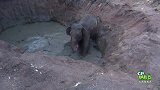 母象和小象被困在水潭，救援人员连夜帮助母子脱困