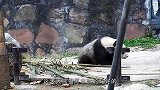饲养员趁机偷摸小熊猫，小熊猫表情笑翻了，网友：这也太傲娇了