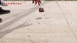 甜甜和来福以为有小偷闯入，没想竟错抓了妈妈！太搞笑了
