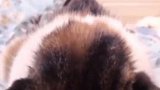 猫：我觉得我快睡着了