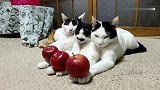 三个苹果三只猫咪铲屎官你又想干嘛我们都懒得理你了