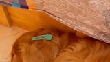 这三只睡眠质量真好，猫打呼噜，孩子放屁，狗磨牙