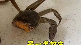 吃了一半的螃蟹，另一半放生