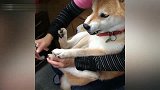 剪个指甲好像了要它命，柴犬崩溃嘶吼：别碰我手！
