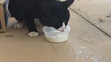 流浪猫喝的竟然比人还好，太浪费了，怎么办啊