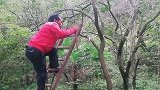 不是亲眼见到谁信，帅哥砍树竟坑了自己，智商简直没救了！