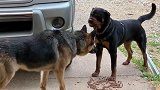 罗威纳犬VS德牧犬，看看什么叫无声胜有声，秒怂