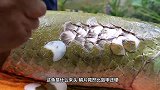 这鱼什么来头鳞片比“盔甲”还硬，厨师只能用铁锤敲鱼鳞！