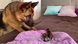 铲屎官带回来两只小奶猫，德牧看到后，反应要笑喷了