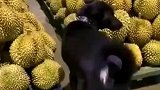 狗子从榴莲中间穿过，一边走一边抖！
