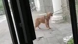 狗子挣脱绳子的搞笑操作！