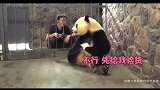 熊猫也学会讨价还价了，就是这熊孩子的价有点太低了！